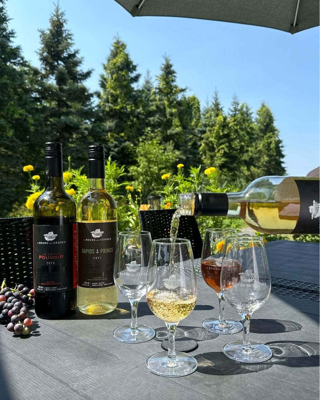 Vignoble Le Bourg des Cèdres