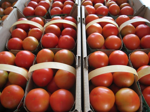 Ferme Regil tomates