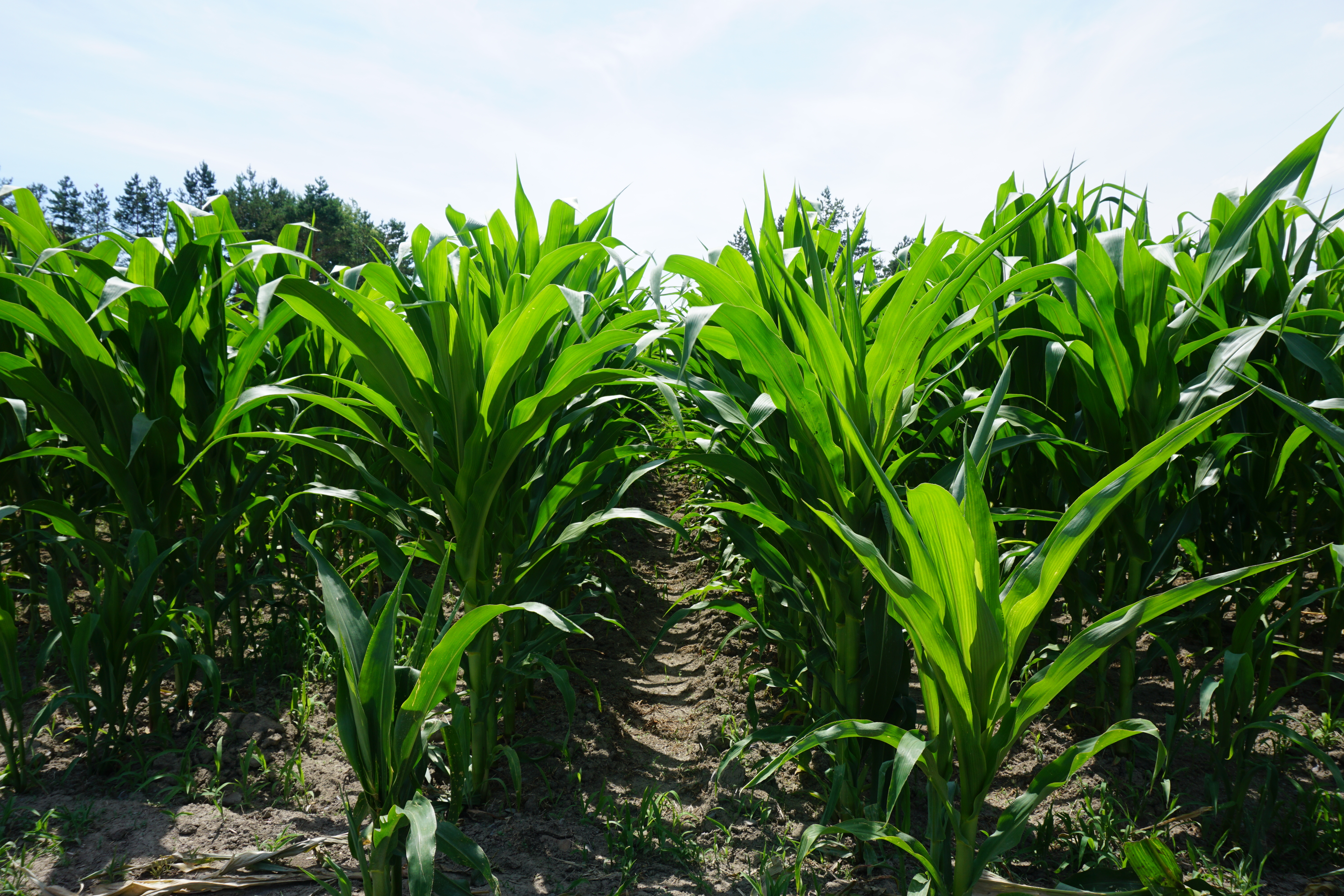 Ferme Hubert Sauve mais