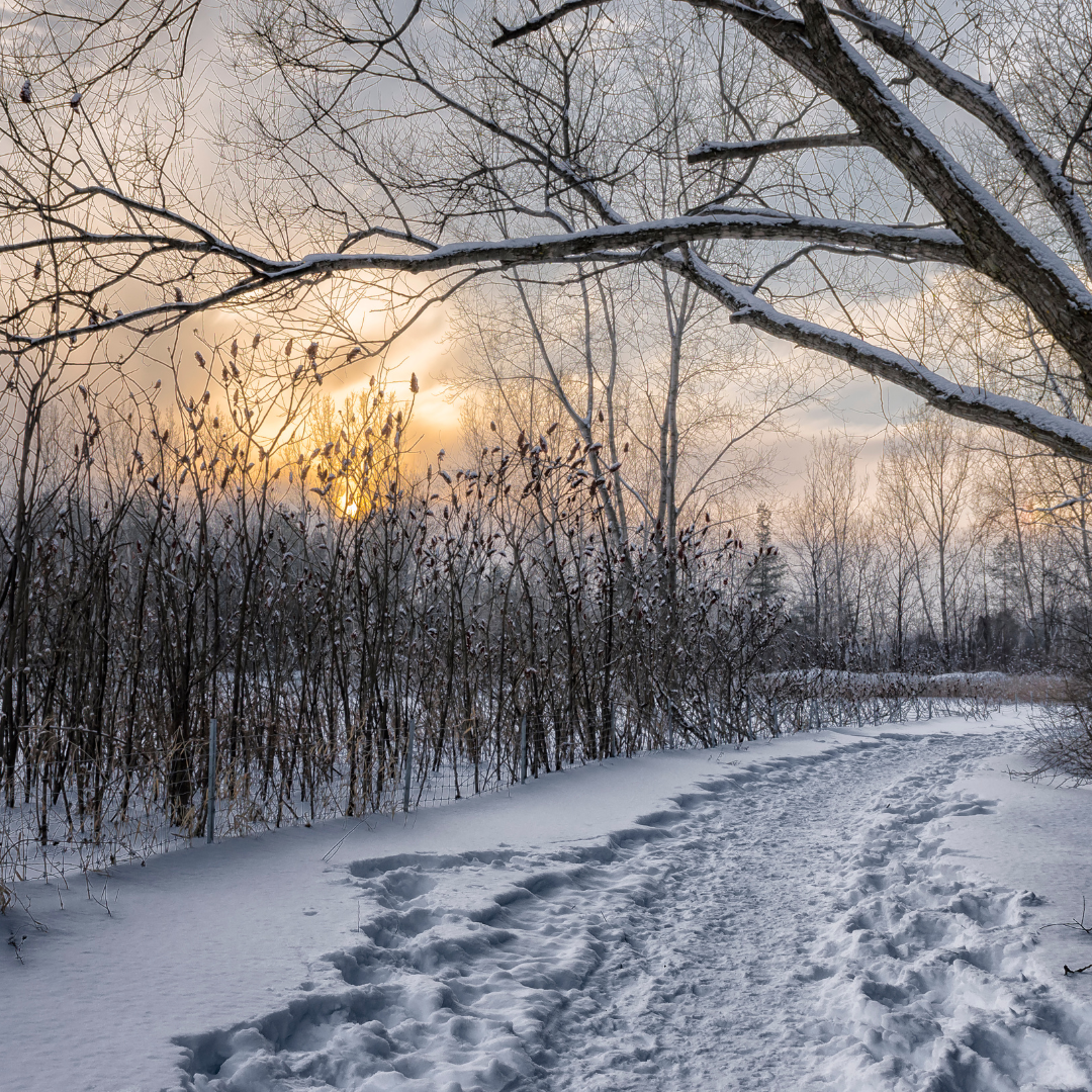 Sentier pedestre hiver