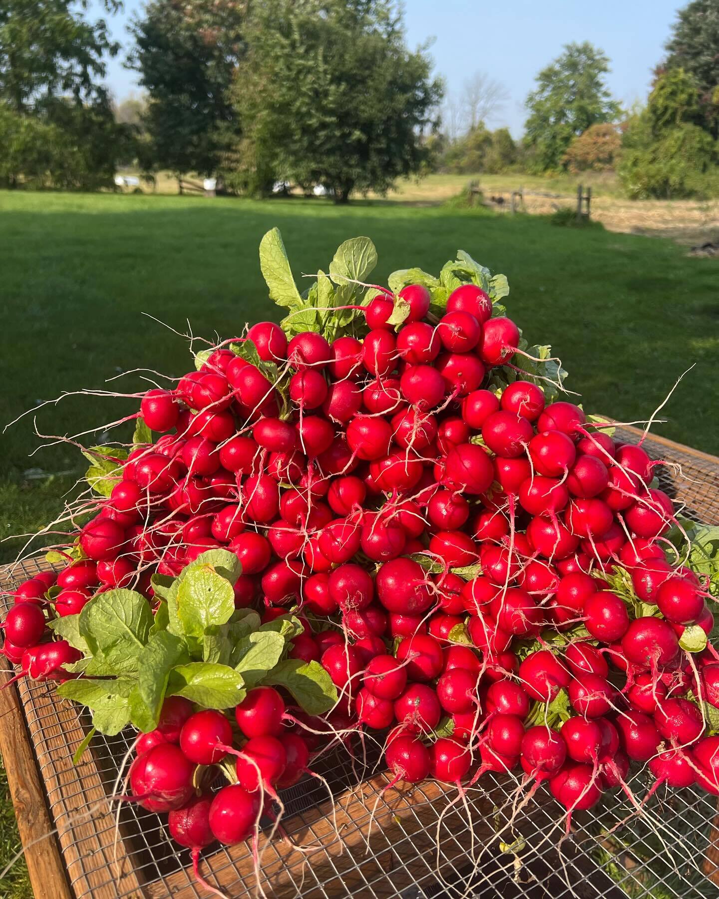 Mange tes legumes radis